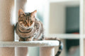 Oslo Cat Tower - Ivory - Pawiture