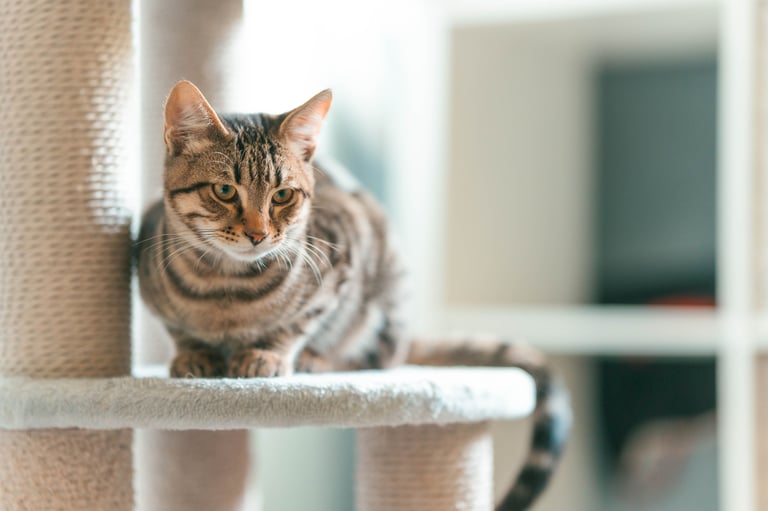 Oslo Cat Tower - Ivory - Pawiture