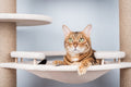 Wall Cat System - 8 Piece Starter - Pawiture