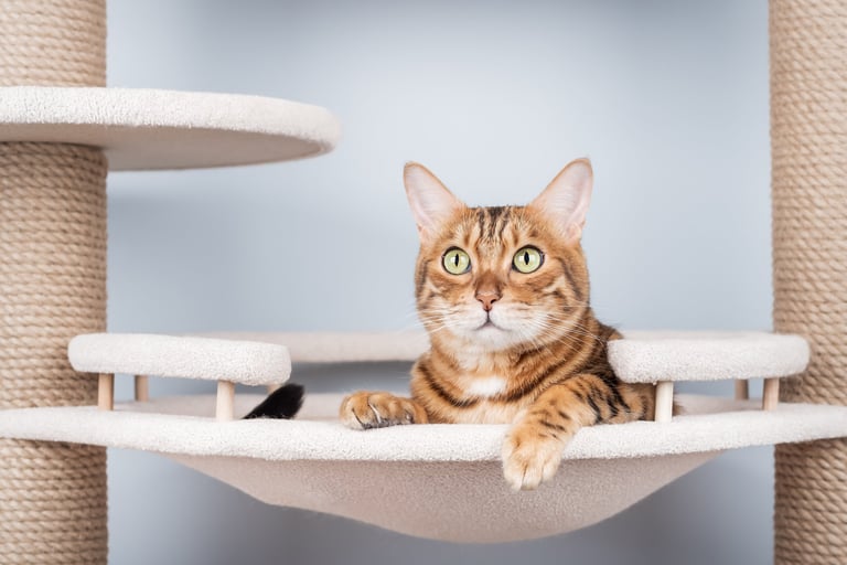 Wall Cat System - 8 Piece Starter - Pawiture