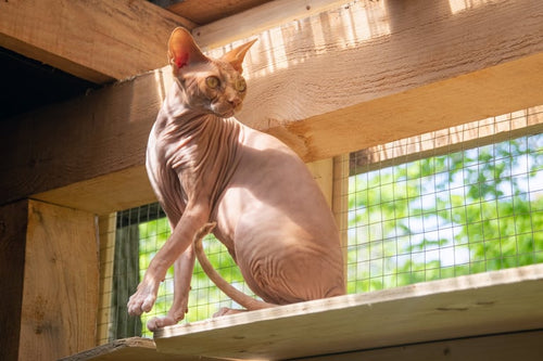 Catio Walk-Through - Large - Pawiture