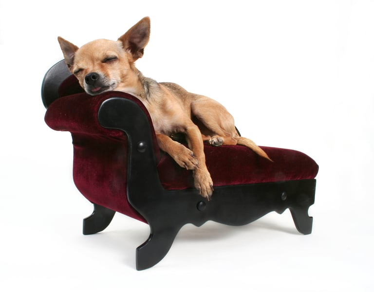Copenhagen Velvet Pet Sofa - Pawiture premium pet furniture